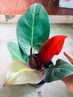 ĐẾ VƯƠNG ĐỎ