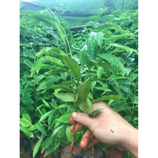 cây giống trầm hương (combo5 cây)