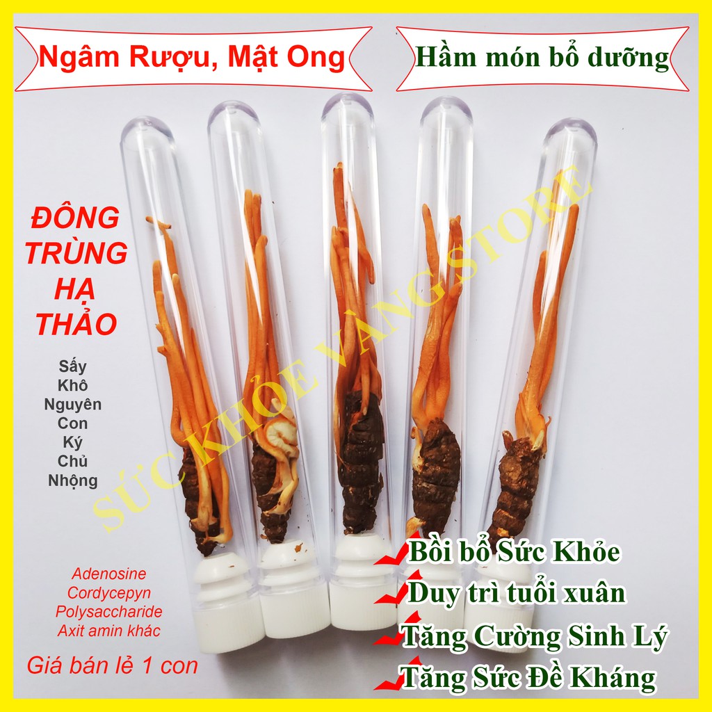 Đông Trùng Hạ Thảo Nhộng Tằm Nguyên Con Sấy Thăng Hoa ADENOSINE ĐẠT 5.71mg/100g