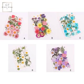 Túi hoa thật ép khô trang trí thiệp và nhà ở nghệ thuật DIY