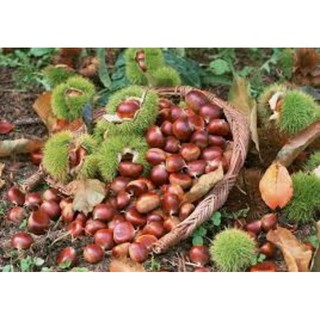 CÂY HẠT RẺ GIỐNG MANG LẠI GIÁ TRỊ KINH TẾ CAO