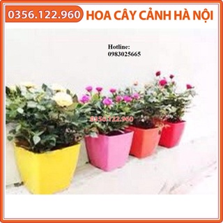 Bộ 5 chậu nhựa vuông trồng hoa nhiều màu KT 16x16 cm