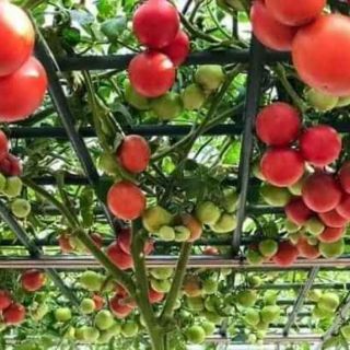 Hạt giống cà chua bạch tuộc F1