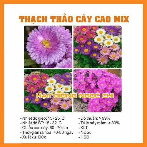 Hạt Giống Hoa Thạch Thảo Cao Mix - 100 Hạt