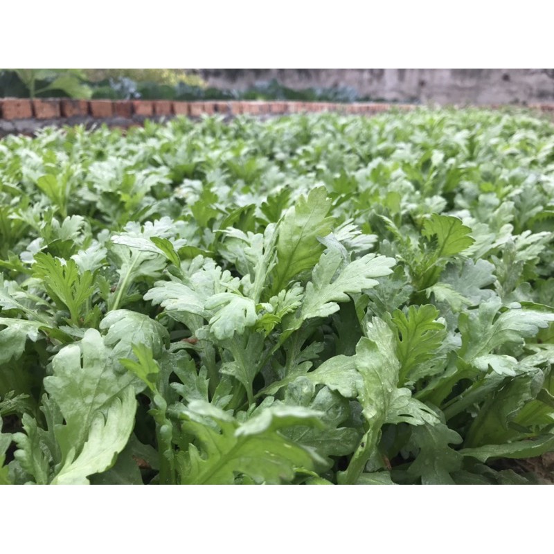 20g Hạt giống rau cải cúc nếp quê cao sản