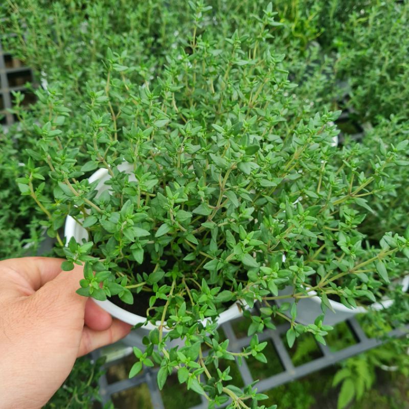 Cỏ xạ hương thyme - chậu lớn