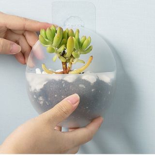 Chậu trồng cây treo tường mini