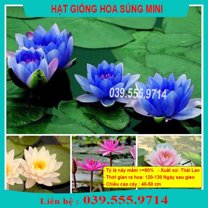 HẠT GIỐNG HOA SÚNG THÁI MINI - HOA TRỒNG CHẬU, NẢY MẦM NHANH