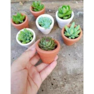 HOAHHP- Chậu sen đá trơn mini 5cm ( tặng kèm chậu)
