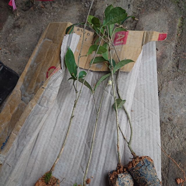 Mộc Hương giống