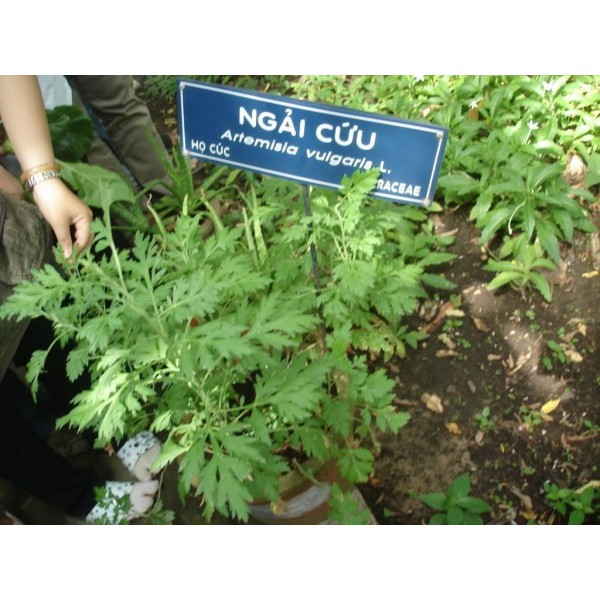 Hạt giống cây ngải cứu - 1 gói 50 hạt