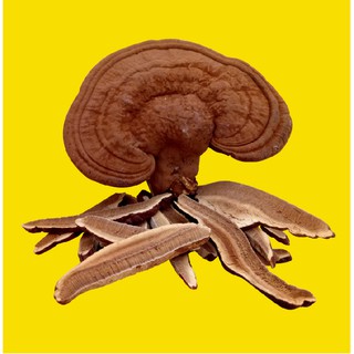 Linh Chi Nhật cắt lát 100g