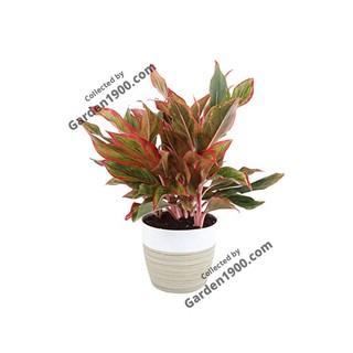 Cây phú quý - Cây văn phòng - Cây nội thất - Cây để bàn