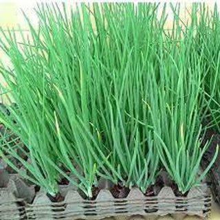 Hạt giống Hành Hương chịu nhiệt 2gram loại rau gia vị trồng quanh năm