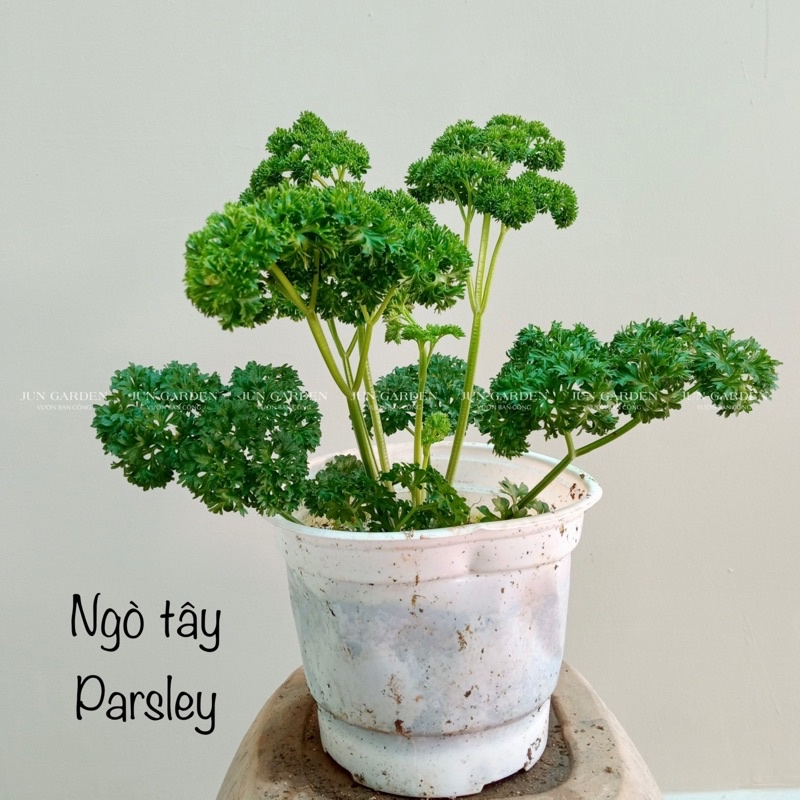 Cây Ngò Tây Parsley Nấu Ăn, Gia Vị Âu, Trang Trí Món Ăn - Jun Garden