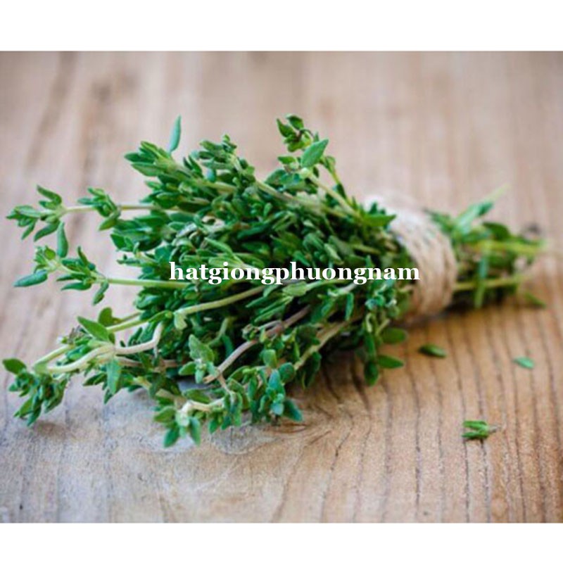 100H - HẠT GIỐNG CỎ XẠ HƯƠNG THYME