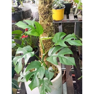Trụ sơ Rêu 65-130cm Đã giặt rêu, thích hợp trồng cây dây leo