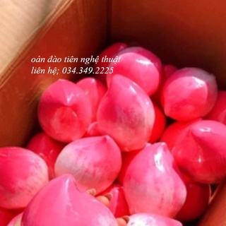 Oản Đào Tiên Quả Lẻ Chuyên Để Bày Tráp Thắp Hương Dâng Phật