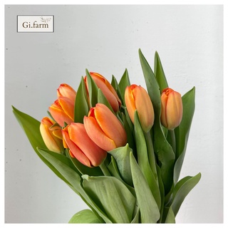Tulip màu cam (bó 10 bông)| Ship hỏa tốc| Hoa tươi Gi.farm
