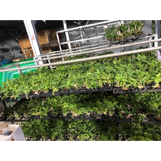 Lan Phi Điệp Trầm đột biến 5 cánh trắng thái lan