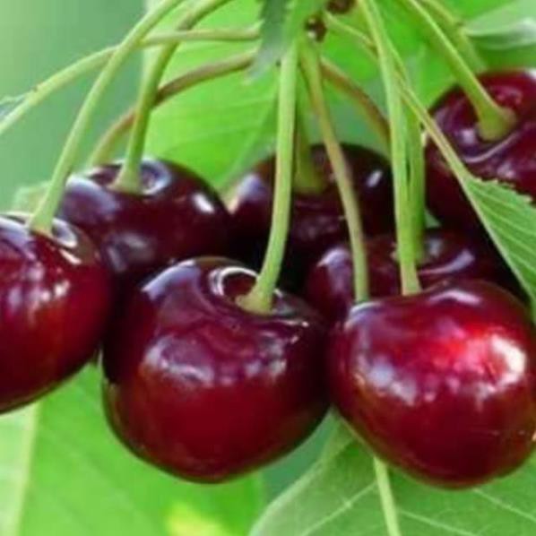 Hạt giống cherry mỹ ( cherry  anh đào) - Nhà Vườn Khánh Võ