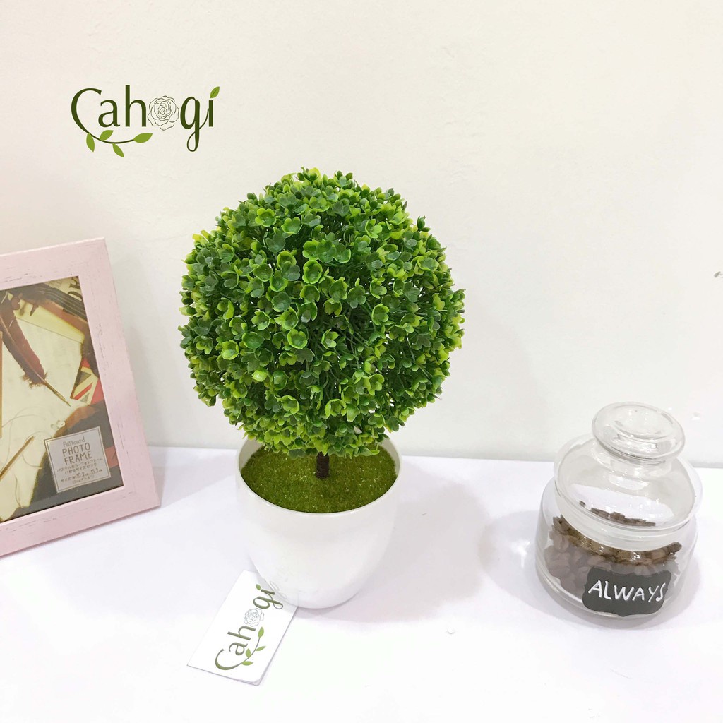 Chậu hoa cẩm tú cầu để bàn, để trang trí kệ treo tường trang trí