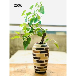 Chậu dâu tằm bonsai