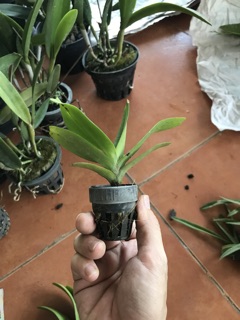 Combo 2cây hoàng nhạn như hình