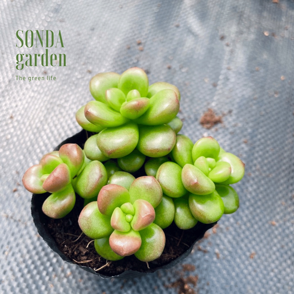 Sen đá chilli cheese SONDA GARDEN size bé 5-8cm, xuất xứ Đà Lạt, khoẻ đẹp, lỗi 1 đổi 1