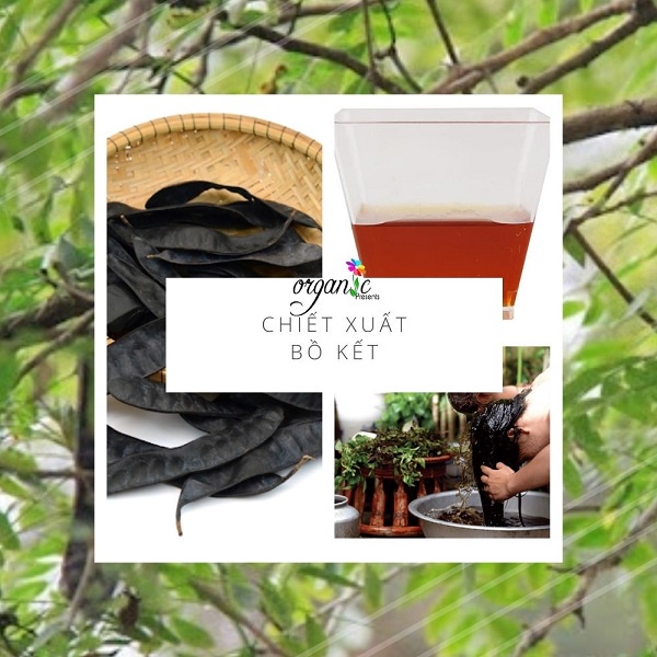 CHIẾT XUẤT BỒ KẾT