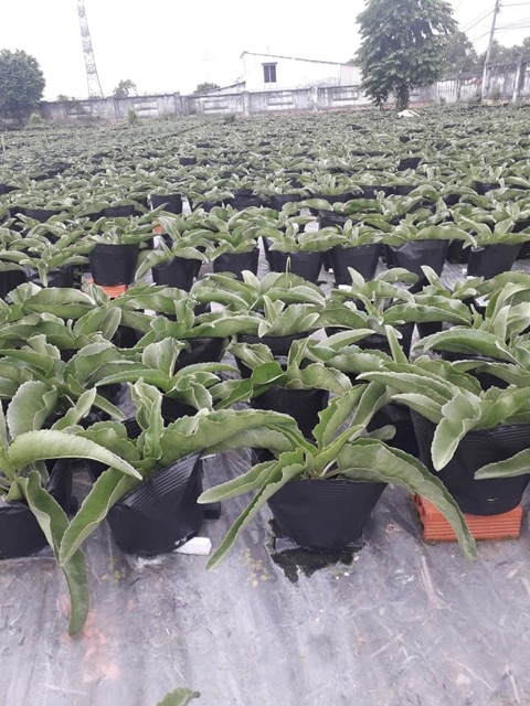 1kg túi ươm cây size to