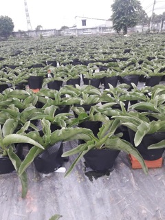 1kg túi ươm cây size to