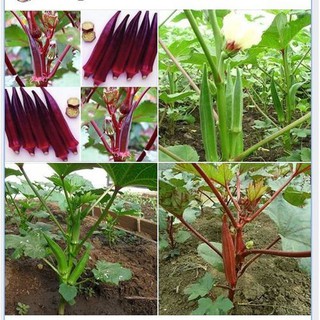 Combo 4 gói hạt giống đậu bắp - 2 xanh - 2 đỏ - HGT