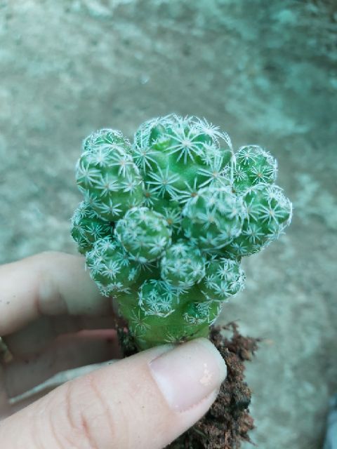 Xương rồng chứng chim
