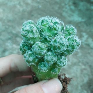 Xương rồng chứng chim