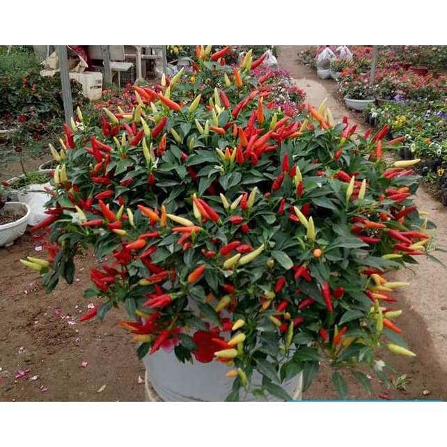 100 Hạt Giống Ớt Chỉ Thiên Chùm Sai Quả