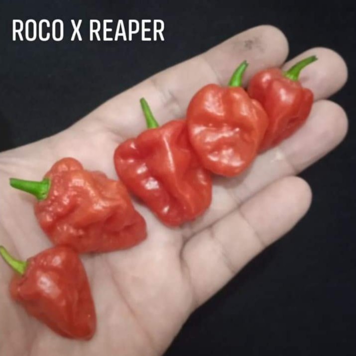 Hạt giống ớt Roco x reaper