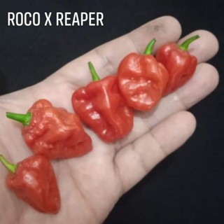 Hạt giống ớt Roco x reaper