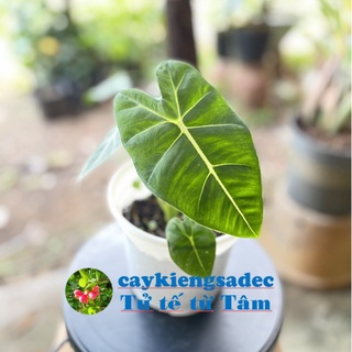 caykiengsadec Cây môn nhung-tặng phân bón-hoa kiểng lá-trang trí nội thất cảnh quan sân vườn ngoài trời