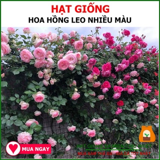 Hạt Giống Hoa Hồng Leo Nhiều Màu 10 Hạt