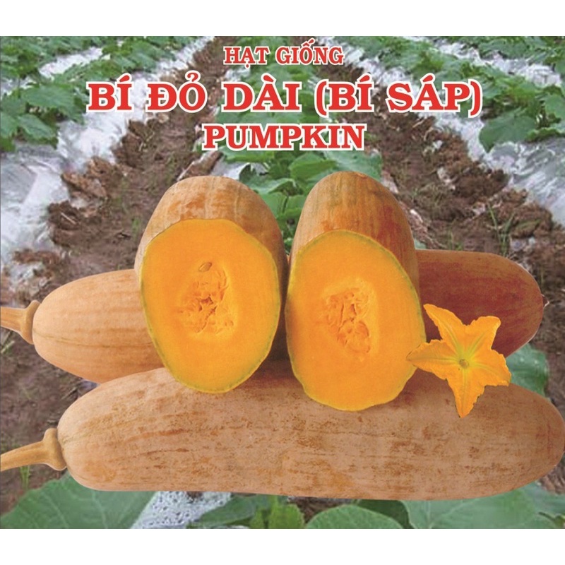Hạt giống bí đỏ dài cao sản F1