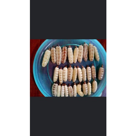 20 mối chúa hàng chọn