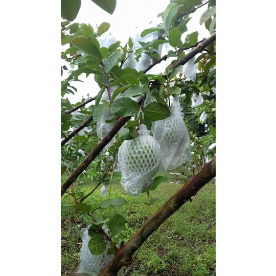 TÚI BỌC ỔI ĐÃ LỒNG SẴN THUN XỐP BÌ 1KG ,Hàng dày loại 1 - TÚI BỌC TRÁI CÂY