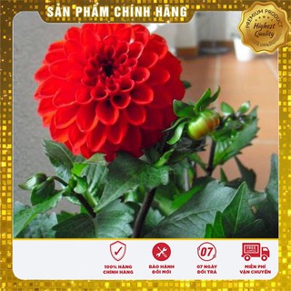 Hạt Giống Thược Dược Tổ Ong