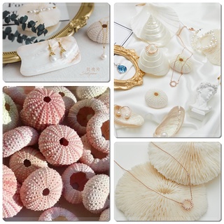 Ốc Xà Cừ, Vỏ Sò, Nhím Biển, San Hô siêu xinh trang trí chụp ảnh
