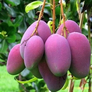 Cây Xoài Thái Tím