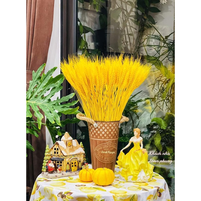 Bó 100 Bông Lúa Mạch Khô Decor Trang Trí Màu Vàng - Siêu Đẹp