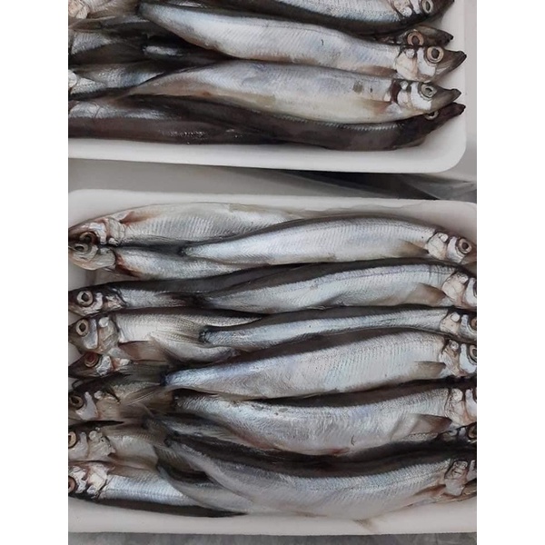 Cá trứng Nauy tươi ngon dinh dưỡng vỉ 500gr (giao hỏa tốc TPHCM)