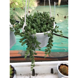 Cây sen đá giọt nước