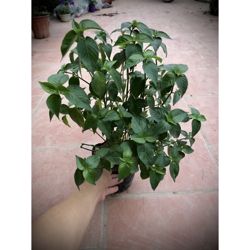 Cây lá cẩm đỏ cao 40 cm (Ảnh thật) - Cây thảo mộc.